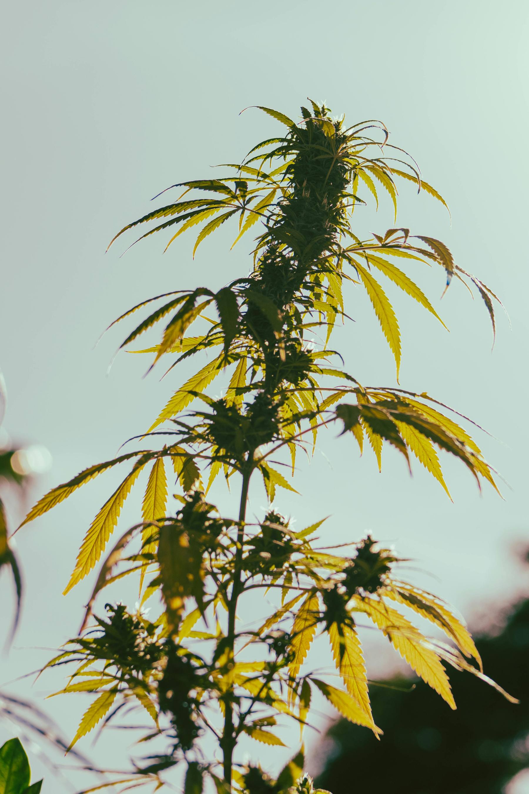 Cannabis medicinal sob luz natural em cultivo controlado