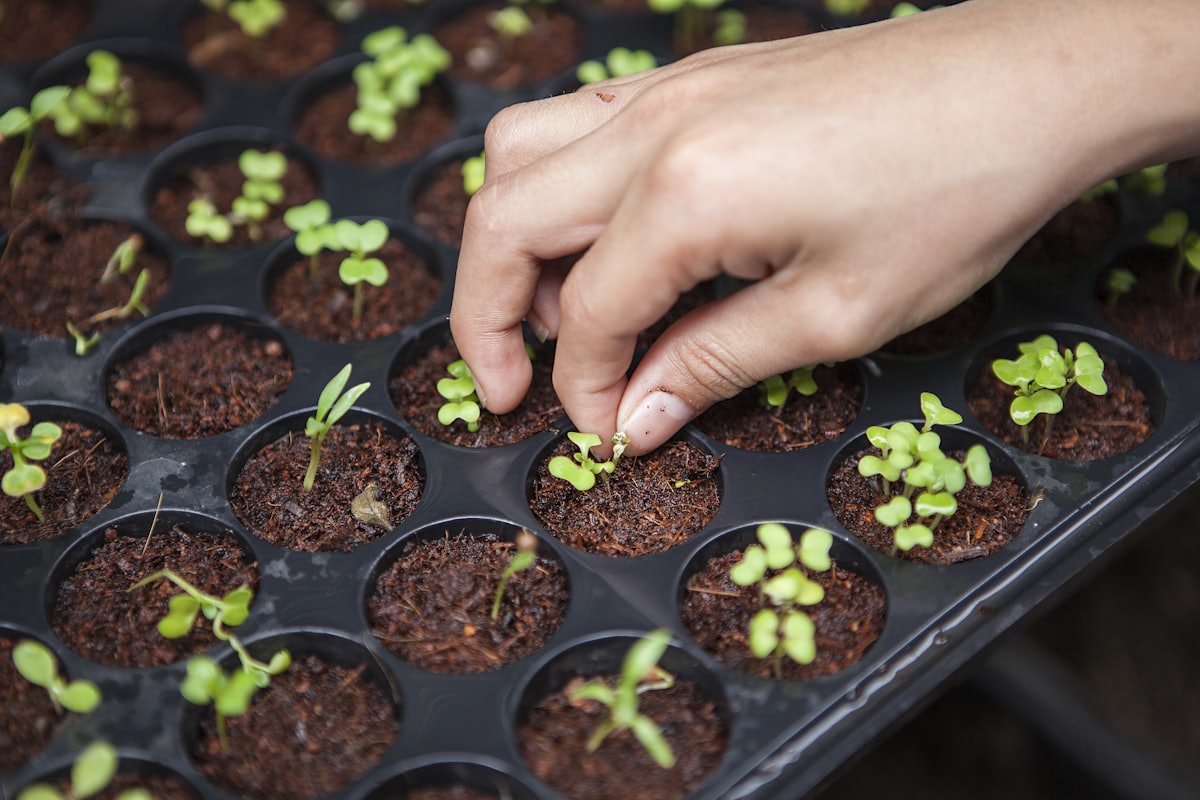 Bandejas de propagação em cultivo controlado